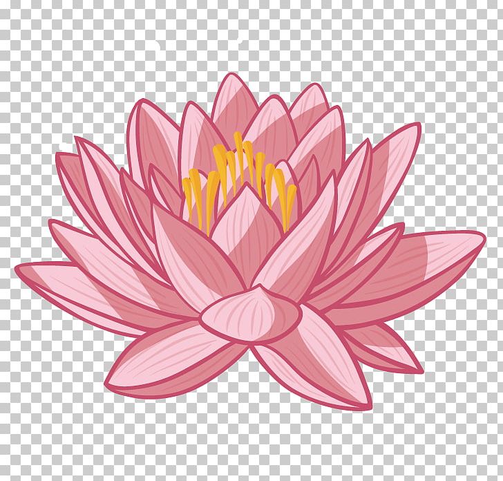 Nelumbo Nucifera Cartoon PNG, Clipart, Aquatic Plant, Color, Dahlia, Daisy Family, Encapsulated Postscript Free PNG Download