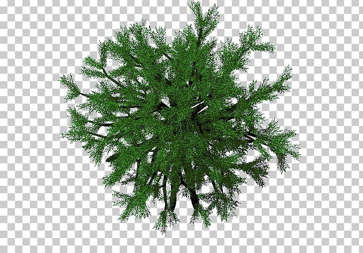 Fir False Cypress Branching PNG, Clipart, Branch, Branching, Conifer, Cypress Family, Evergreen Free PNG Download