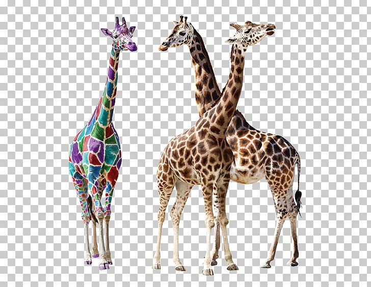 Giraffe Stock Photography PNG, Clipart, African Wild Dog, Animals, Art, Camelopardalis, Fauna Free PNG Download