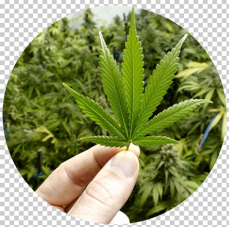 Medical Cannabis Legalization Legality Of Cannabis Cannabis Drug Testing PNG, Clipart, Cannabis, Cannabis Drug Testing, Cannabis Industry, Cannabis Shop, Cannabis Smoking Free PNG Download