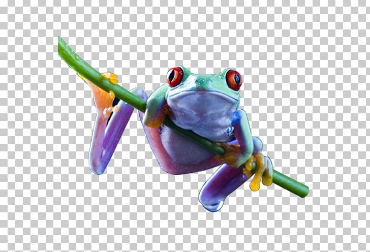Red-eyed Tree Frog Amphibian Desktop PNG, Clipart, Agalychnis, Amphibian, Animal, Animals, Desktop Wallpaper Free PNG Download