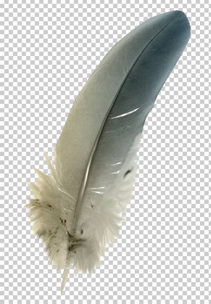 The Floating Feather Quill PNG, Clipart, Aile, Computer Icons, Desktop Wallpaper, Feather, Floating Feather Free PNG Download
