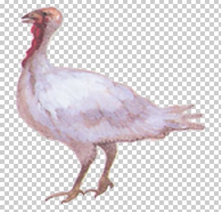 American Pekin Bird Cygnini Swan Goose Duck PNG, Clipart, American Pekin, Anatidae, Animal, Animals, Bird Free PNG Download