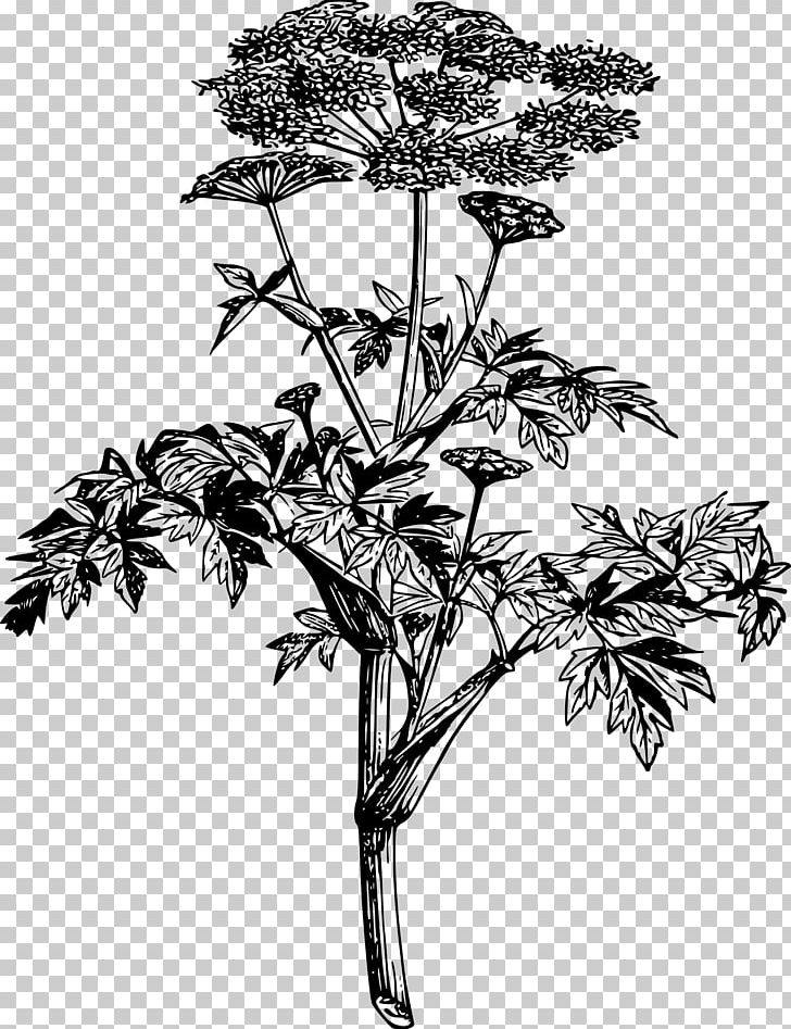 Angelica Archangelica Plant Drawing Root PNG, Clipart, Angelica Archangelica, Ashitaba, Black, Black And White, Branch Free PNG Download