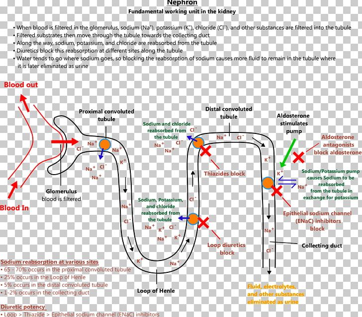 Antimineralocorticoid Loop Diuretic Spironolactone Thiazide Aldosterone PNG, Clipart, Adverse Effect, Aldosterone, Antimineralocorticoid, Area, Diagram Free PNG Download
