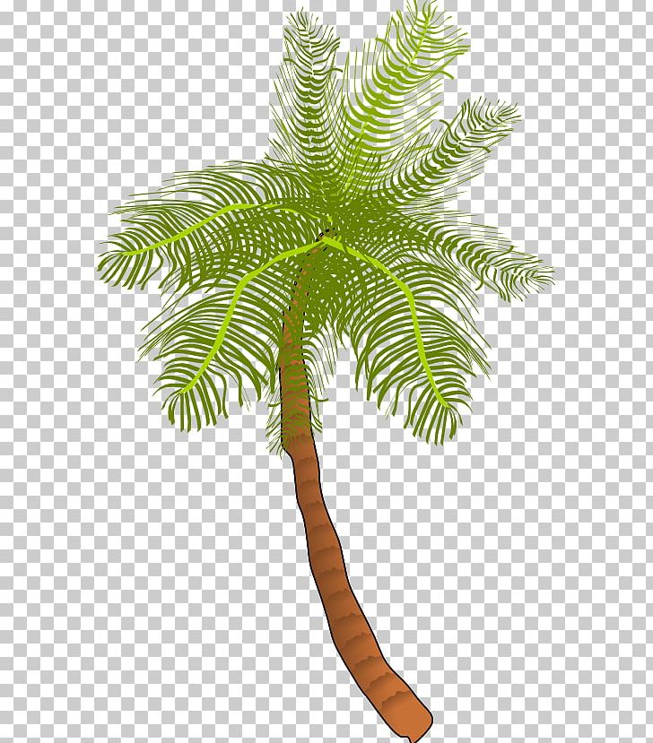 Coconut Arecaceae Tree PNG, Clipart, Arecaceae, Arecales, Branch, Coconut, Computer Icons Free PNG Download