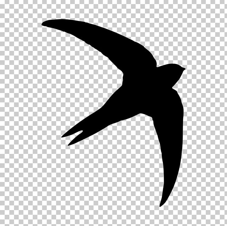 Common Swift Silhouette Photography Bird PNG, Clipart, Animals, Beak, Bird, Black And White, Common Free PNG Download