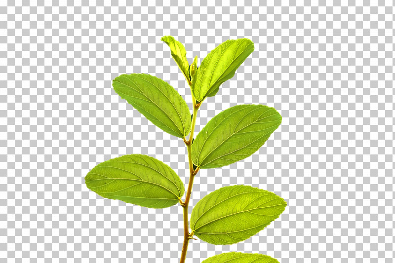 Leaf Plant Stem Herbal Medicine Herb Tree PNG, Clipart, Biology, Herb, Herbal Medicine, Leaf, Plants Free PNG Download