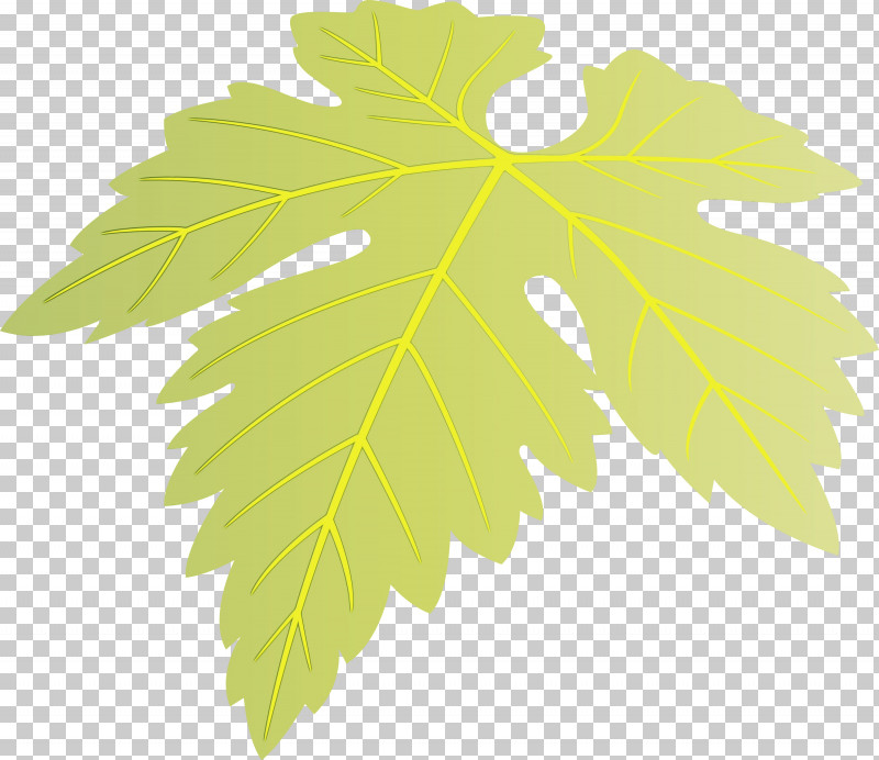 Maple Leaf PNG, Clipart, Black Maple, Flower, Grape Leaves, Grapes Leaf, Leaf Free PNG Download