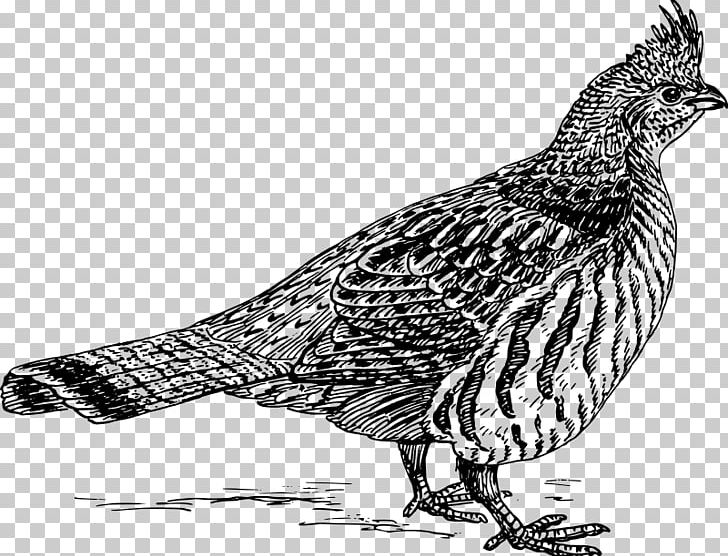 English Setter Bird Grouse PNG, Clipart, Animals, Beak, Bird, Black And White, Chicken Free PNG Download