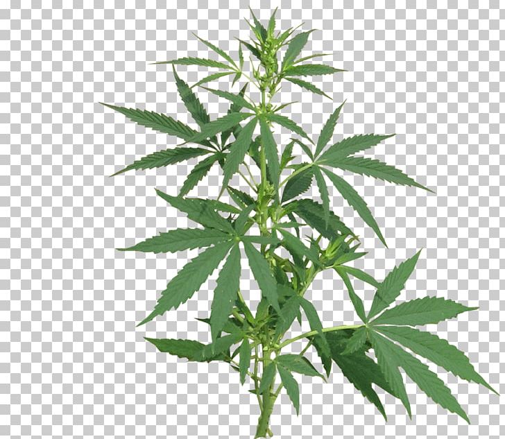 Medical Cannabis Cannabis Sativa Cannabis Cultivation Legality Of Cannabis PNG, Clipart, Cannabidiol, Cannabis, Cannabis Cultivation, Cannabis Ruderalis, Cannabis Sativa Free PNG Download