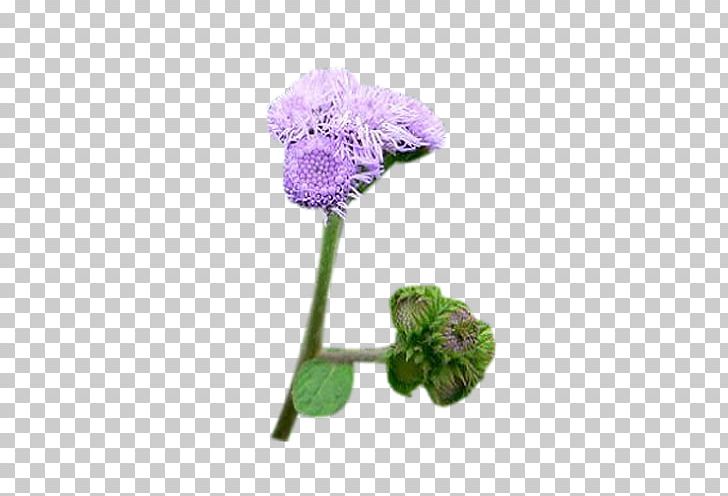Milk Thistle Flower Euclidean PNG, Clipart, Bud, Cirsium Vulgare, Cut Flowers, Euclidean Vector, Flower Free PNG Download