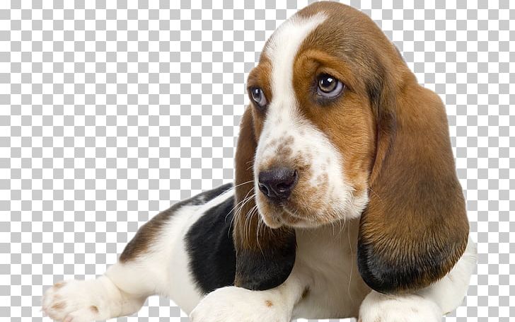 Basset Hound Puppy Beagle Schweizer Laufhund Pet Sitting PNG, Clipart, Animals, Basset, Basset Artesien Normand, Basset Hound, Beagle Free PNG Download