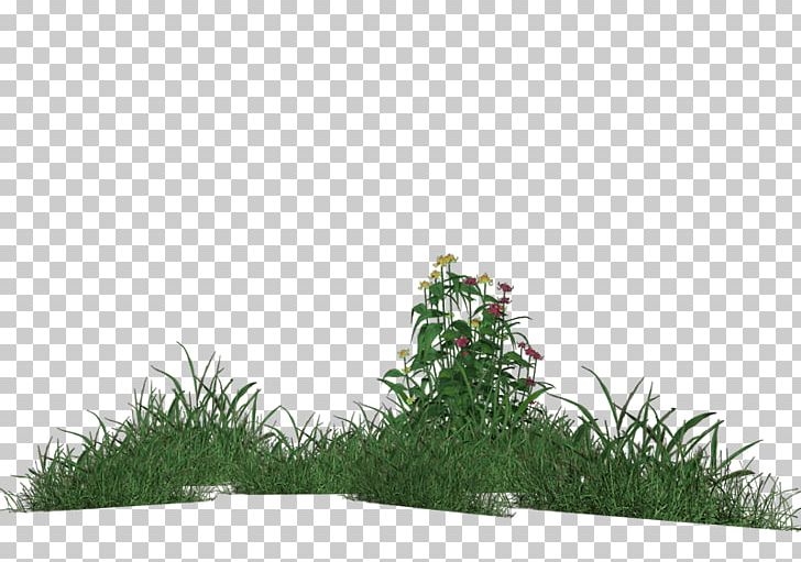 Grass Meadow Lawn Vegetation PNG, Clipart, Drawing, Flower, Garden, Glade, Grass Free PNG Download