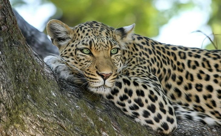 Jaguar Lion Javan Leopard Wildcat PNG, Clipart, Animal, Animals, Big Cat, Big Cats, Carnivoran Free PNG Download