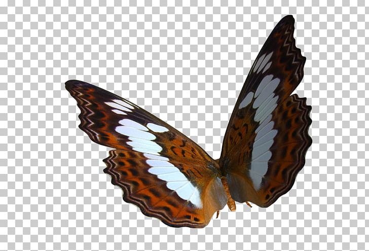 Butterfly PhotoScape PNG, Clipart, Arthropod, Brush Footed Butterfly, Butterfly, Butterfly Clipart, Color Free PNG Download