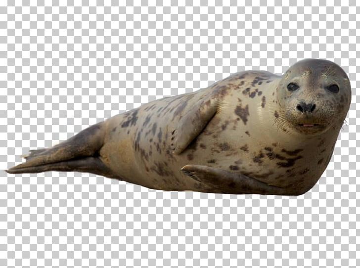 Earless Seal Sea Lion Harbor Seal Grey Seal Ringed Seal PNG, Clipart, Animal, Animals, California Sea Lion, Earless Seal, Fauna Free PNG Download