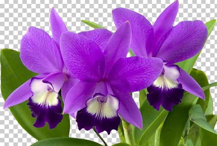 Orchids Flower Cymbidium Ensifolium PNG, Clipart, Blume, Cattleya, Cattleya Labiata, Dendrobium, Earth Day Free PNG Download