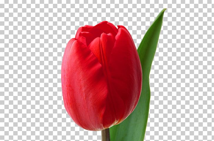 Cut Flowers Tulip Hippeastrum Liliaceae PNG, Clipart, Bud, Closeup, Cut Flowers, Flower, Flowering Plant Free PNG Download