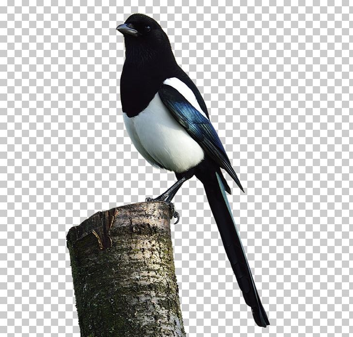 Eurasian Magpie Bird Mealworm Crow Family PNG, Clipart, Animals, Beak, Bird, Crow Family, Crow Like Bird Free PNG Download
