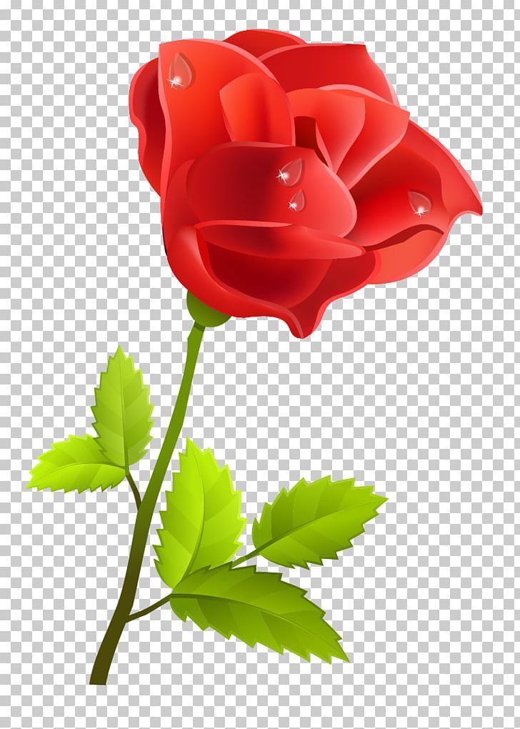 Rose PNG, Clipart, Bud, China Rose, Cut Flowers, Download, Drawing Free PNG Download