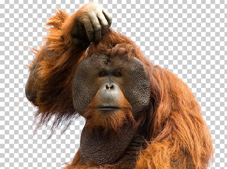 Ape Sumatran Orangutan Common Chimpanzee PNG, Clipart, Animal, Ape, Bornean Orangutan, Common Chimpanzee, Desktop Wallpaper Free PNG Download