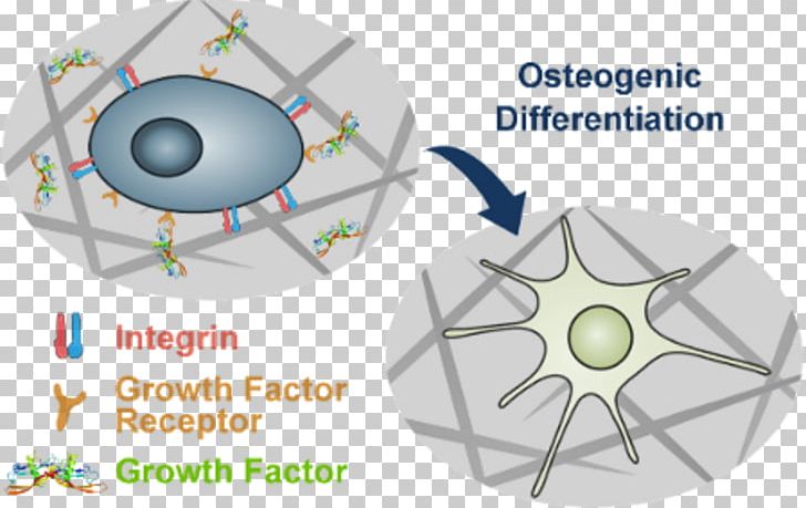 Beilstein Journal Of Organic Chemistry Biophysical Chemistry PNG, Clipart, Biophysical Chemistry, Cell, Cell Signaling, Chemistry, Circle Free PNG Download