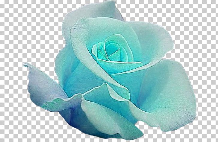 Blue Rose Garden Roses Cut Flowers PNG, Clipart, Aqua, Blue, Blue Rose, Cut Flowers, Desert Rose Free PNG Download