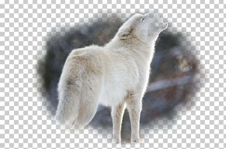 Dog Puppy Arctic Wolf Eurasian Wolf Pack PNG, Clipart, Animal, Animals, Arctic Wolf, Desktop Wallpaper, Dog Free PNG Download