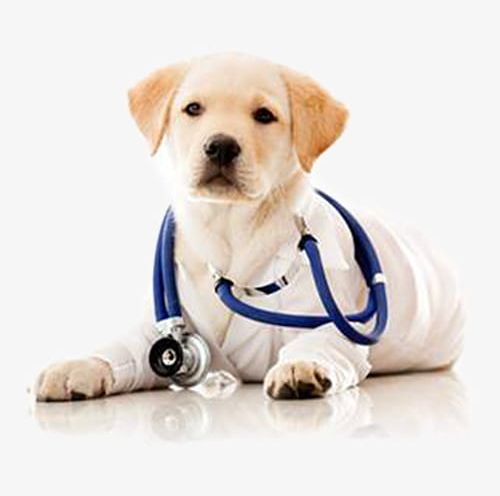 A Dog Doctor Wearing A Stethoscope PNG, Clipart, A Clipart, Claws, Doctor, Doctor Clipart, Doctor Clipart Free PNG Download