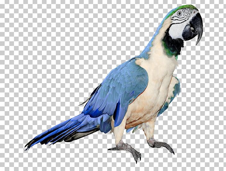 Parrot Budgerigar Bird Portable Network Graphics PNG, Clipart, Animals, Beak, Bird, Budgerigar, Cage Free PNG Download