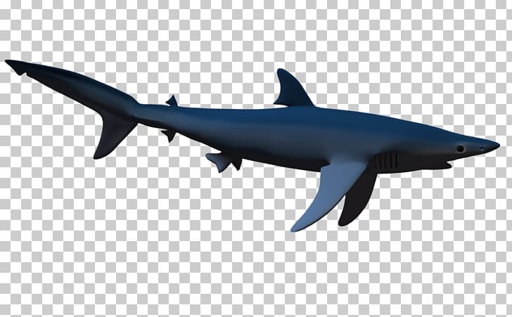 Squaliform Sharks Three-dimensional Space Cetacea Fish PNG, Clipart, Animal, Animals, Blue Shark, Cartilaginous Fish, Cetacea Free PNG Download