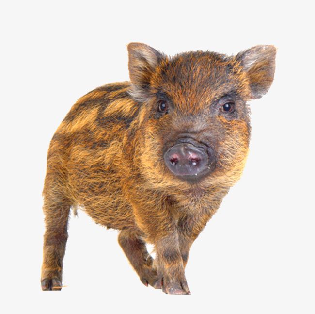 A Wild Boar PNG, Clipart, A Clipart, Animal, Biological, Boar, Boar Clipart Free PNG Download
