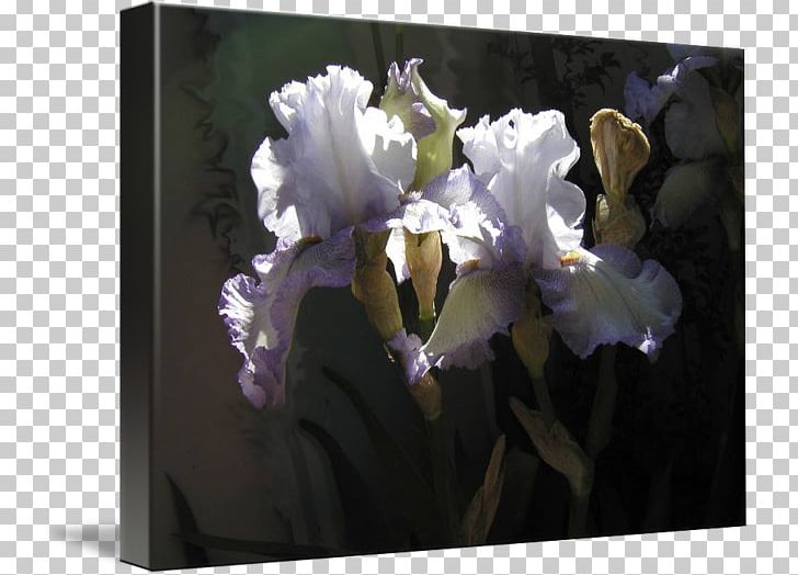 Floral Design PNG, Clipart, Art, Cattleya, Flora, Floral Design, Flower Free PNG Download
