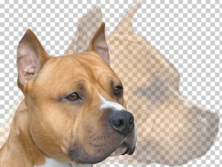 American Staffordshire Terrier Dog Breed American Pit Bull Terrier Staffordshire Bull Terrier American Kennel Club PNG, Clipart, American Kennel Club, American Pit Bull Terrier, American Staffordshire Terrier, Amstaff, Breed Group Dog Free PNG Download