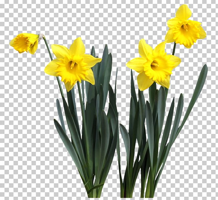 Daffodil Cut Flowers Plant Stem Spring PNG, Clipart, Amaryllis Family, Bleu, Computer Monitors, Cut Flowers, Daffodil Free PNG Download
