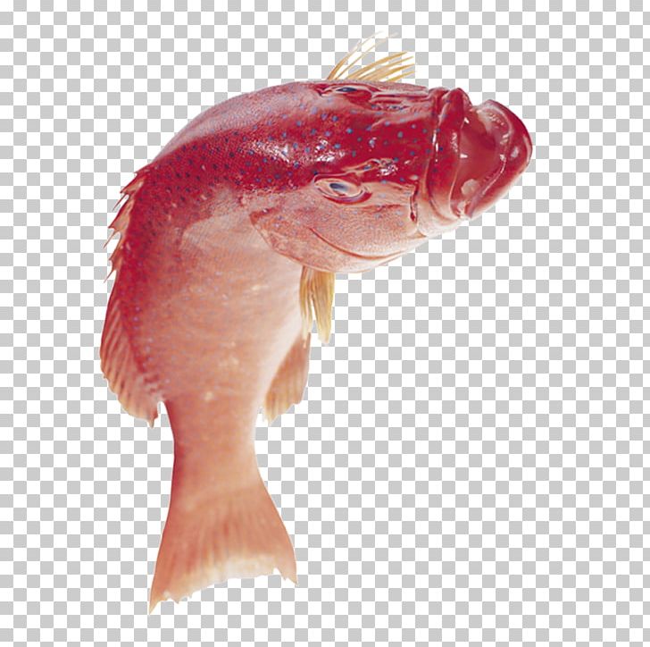 Fish PNG, Clipart, Adobe Illustrator, Animals, Aquarium Fish, Big, Computer Software Free PNG Download