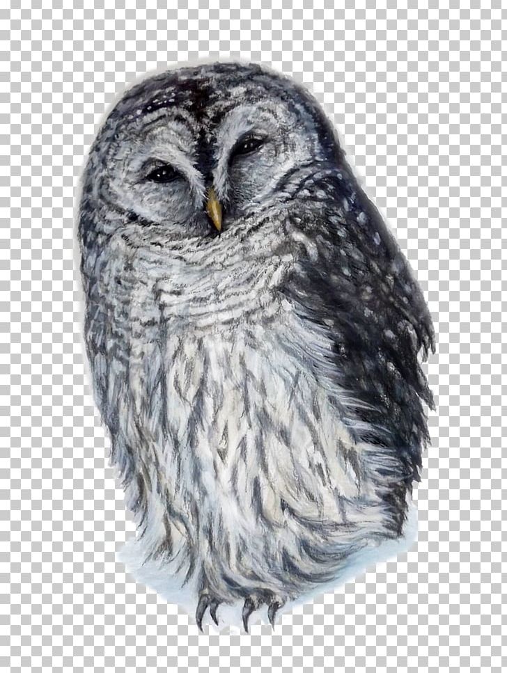 Great Grey Owl Squirrel Barred Owl Great Horned Owl PNG, Clipart, Barred Owl, Beak, Bird, Bird Of Prey, Burrowing Owl Free PNG Download