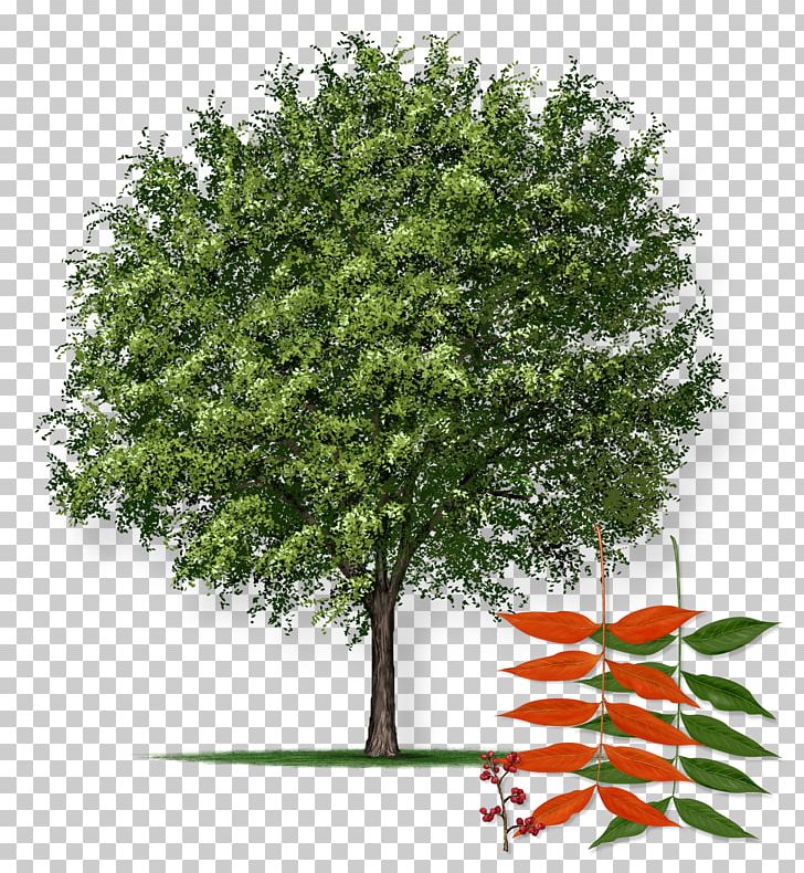 Pistacia Chinensis Northern Red Oak Pistachio Tree Farm PNG, Clipart, Autumn Leaf Color, Branch, Crepe Myrtle, Deciduous, Evergreen Free PNG Download