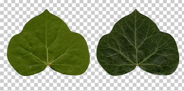 Common Ivy Leaf Poison Ivy Plant PNG, Clipart, Araliaceae, Common Ivy, Information, Ivy, Ivy League Free PNG Download