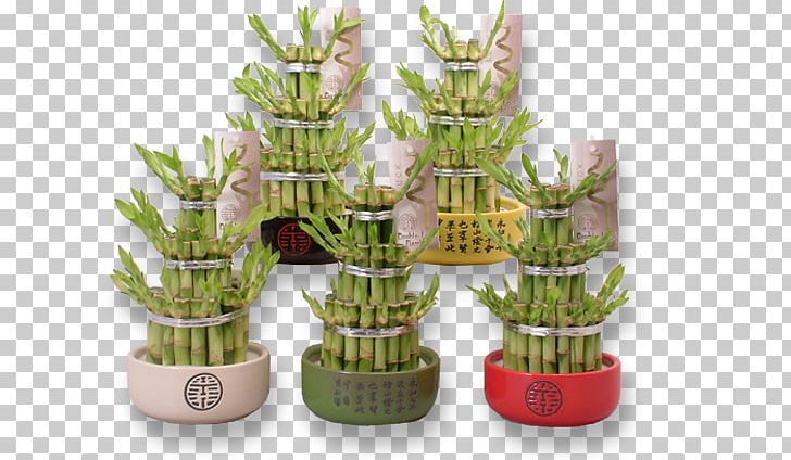 Lucky Bamboo Plant Flowerpot Internet PNG, Clipart, Bamboo, Ceramic, Container, Feng Shui, Flowerpot Free PNG Download