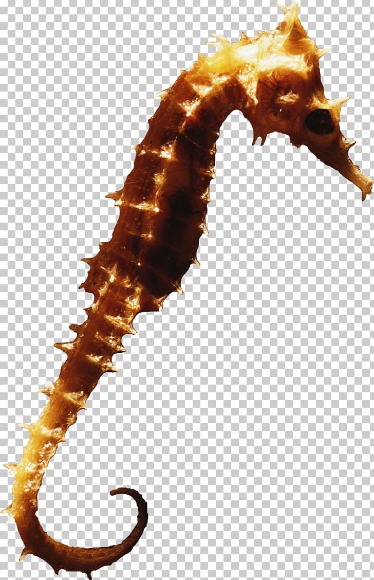 Seahorse Syngnathiformes PNG, Clipart, Animal, Animals, Clip Art, Color, Decoupage Free PNG Download