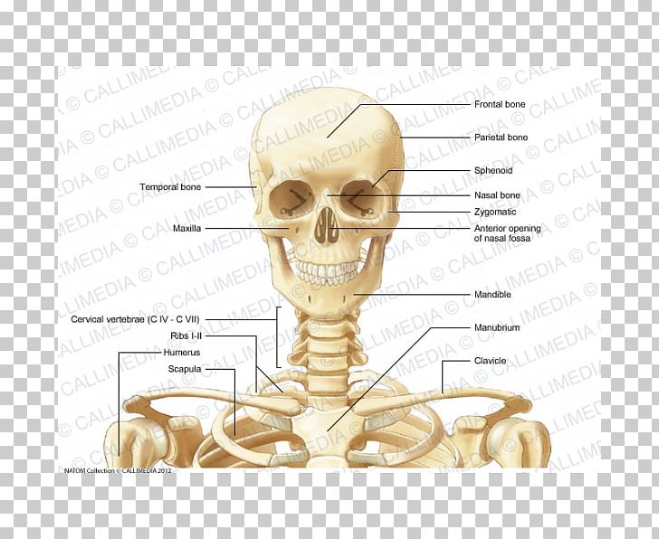 Anterior Triangle Of The Neck Bone Anatomy Human Skeleton PNG, Clipart, Anatomy, Anterior Triangle Of The Neck, Bone, Cervical Vertebrae, Coronal Plane Free PNG Download
