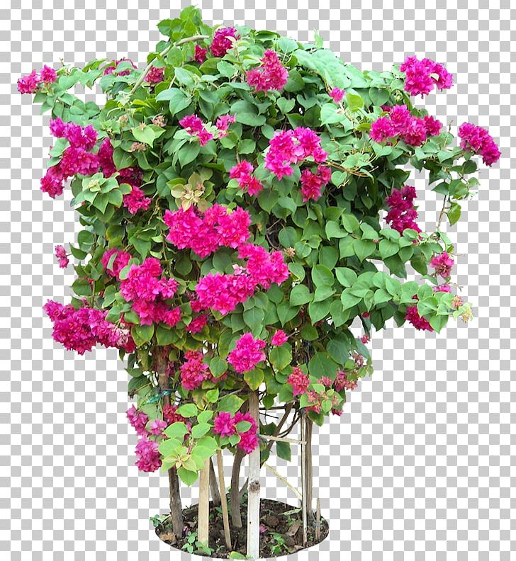 Bougainvillea Glabra Tree Flower Plant PNG, Clipart, Annual Plant, Bougainvillea, Clerodendrum Splendens, Cut Flowers, Dracaena Free PNG Download