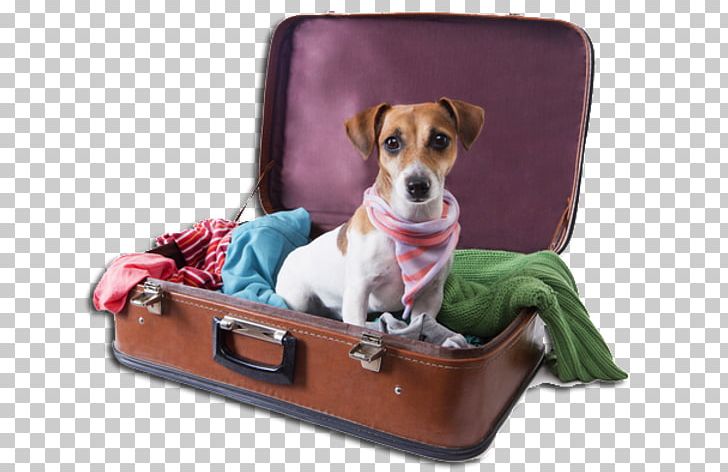 Dog Grooming Pet Sitting Cat Veterinarian PNG, Clipart, Animals, Baggage, Cat, Checked Baggage, Companion Dog Free PNG Download