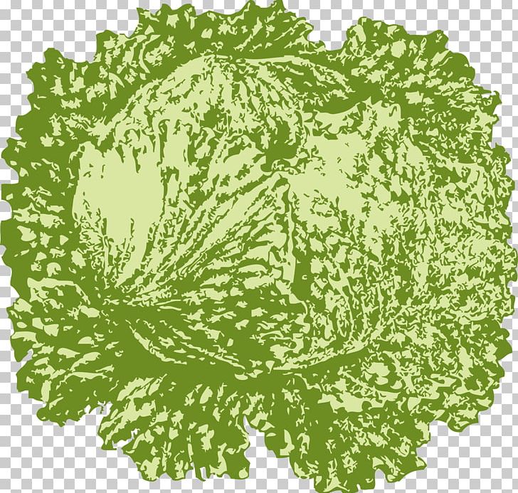Iceberg Lettuce Vegetarian Cuisine Leaf Vegetable PNG, Clipart, Background Green, Cabbage, Cartoon, Flower, Green Free PNG Download