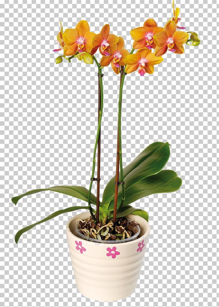 Moth Orchids Flower Chrysanthemum Floristry PNG, Clipart, Arrangement, Artificial Flower, Cattleya, Color, Floral Free PNG Download