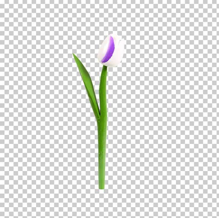 Tulip Crocus Petal Plant Stem PNG, Clipart, Crocus, Flower, Flowering Plant, Flowers, Lily Family Free PNG Download