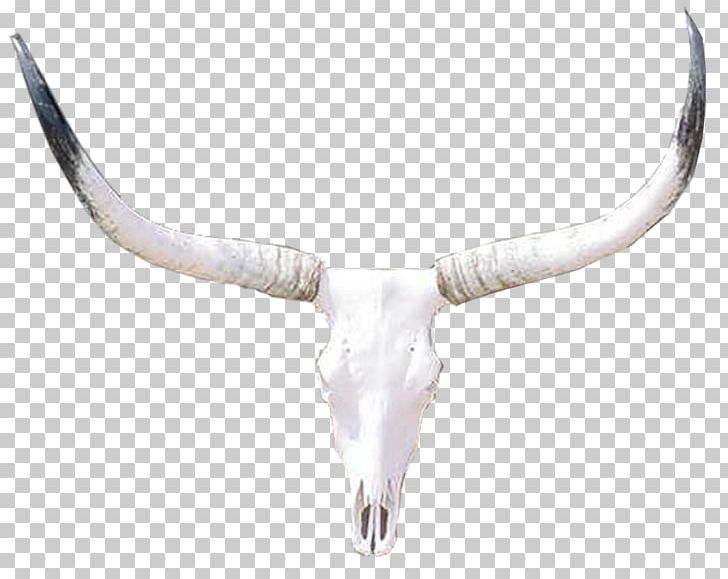 Cattle Bone PNG, Clipart, Antler, Bone, Cattle, Cattle Like Mammal, Cow Goat Family Free PNG Download