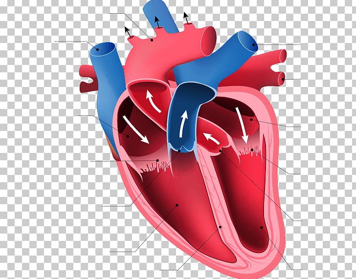 Heart Anatomy Human Body Organ Circulatory System PNG, Clipart, Anatomy, Artery, Atrium, Circulatory System, Dissection Free PNG Download